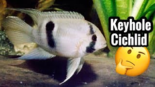 Keyhole Cichlid Care - Species Profile