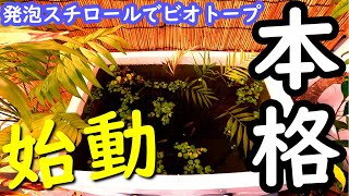 【発泡スチロールでビオトープ】メダカの繁殖目指して緑水にチャレンジ！【Biotope】