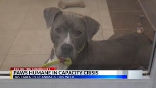 Paws Humane Society remains in a capacity crisis
