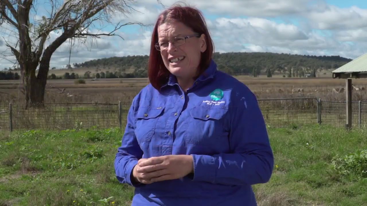 Discover oral pain relief product for sheep and cattle YouTube