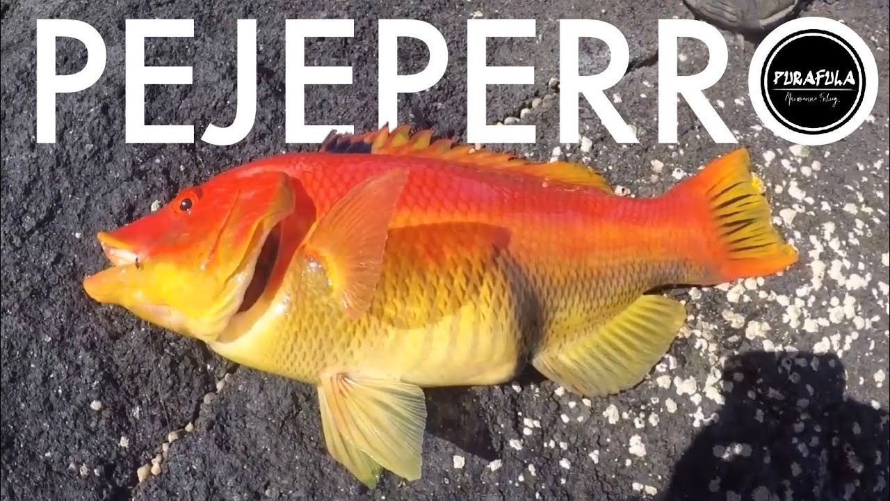 Pesca a boya en Canarias: PEJEPERRA en el Veril!!!