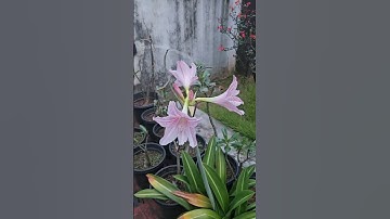 Thumbnail of Every flower a story ❤️❤️❤️#nature #flowers #garden #song #music