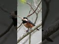 ヤマガラの鳴き声（地鳴き）