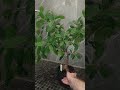 Day 14: Overview of Ficus Bonsai Retusa Goes Viral! #chill #plantcare #ficusbonsairetusa