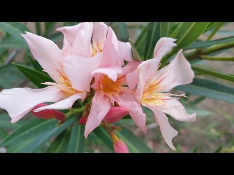 Video: Bolehkah oleander bertahan membeku?