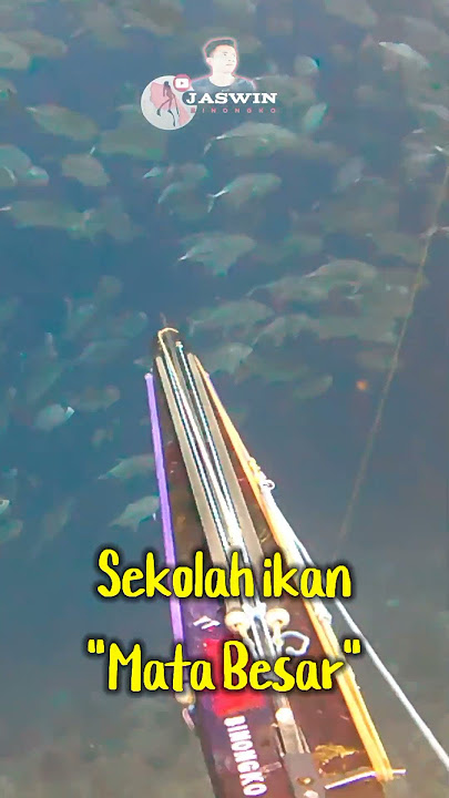 GT School_ Sekolah ikan @Spearfishing indonesia