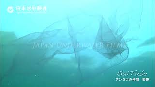 深海魚 アンコウの卵帯 Eggs Of Goosefish Underwater Video Suitube7 Youtube 深海魚 アンコウの卵帯 Eggs Of Goosefish Underwater Video Suitube7 Youtube