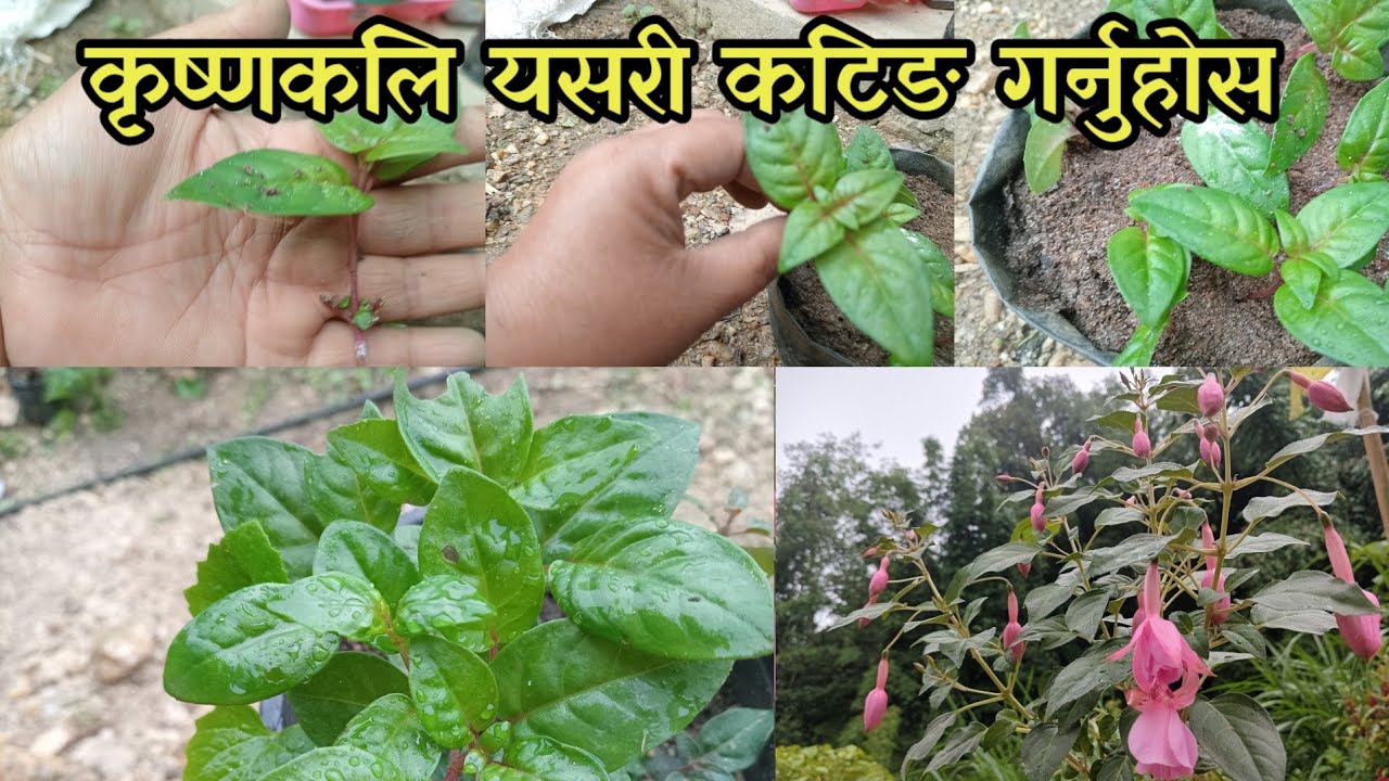 हजुरहरुपनी krishnakali cutting यसरिगर्नुहोस है