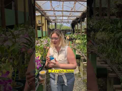 Vídeo: Repolho Necessidades de Fertilizantes - Repolho Fertilizante no Jardim