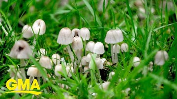 Moms microdosing on mushrooms