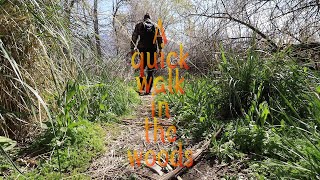 A quick walk in the woods
