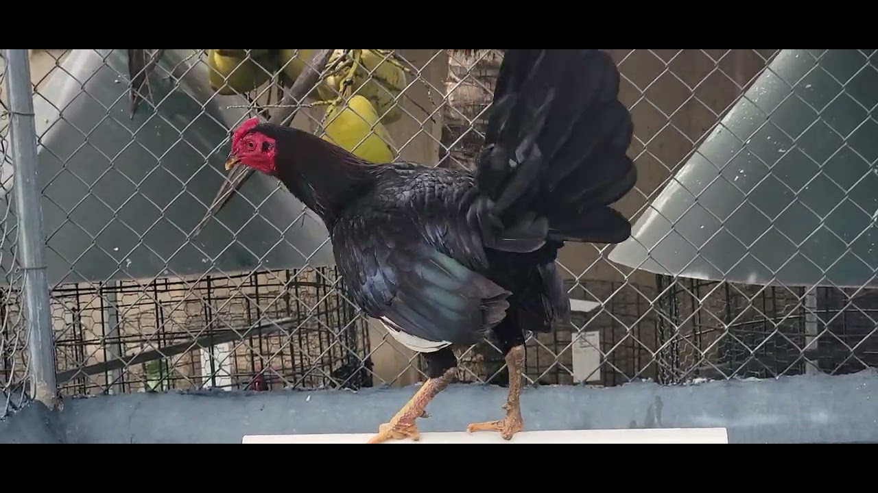 AQUI DONDE MIGUEL OVALLE. VIENDO GALLOS FINOS.