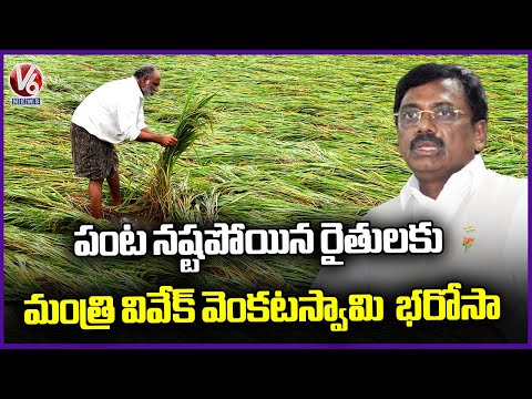 Minister Vivek Venkataswamy Assurance To Chennur Farmers Who Affected with Cyclone Montha | V6 News - V6NEWSTELUGU