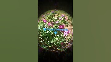 Thumbnail of Cómo utilizar flóréš eñ tú cäšä para mejórär La estíca y äpäríéñcia. #music #love #travel