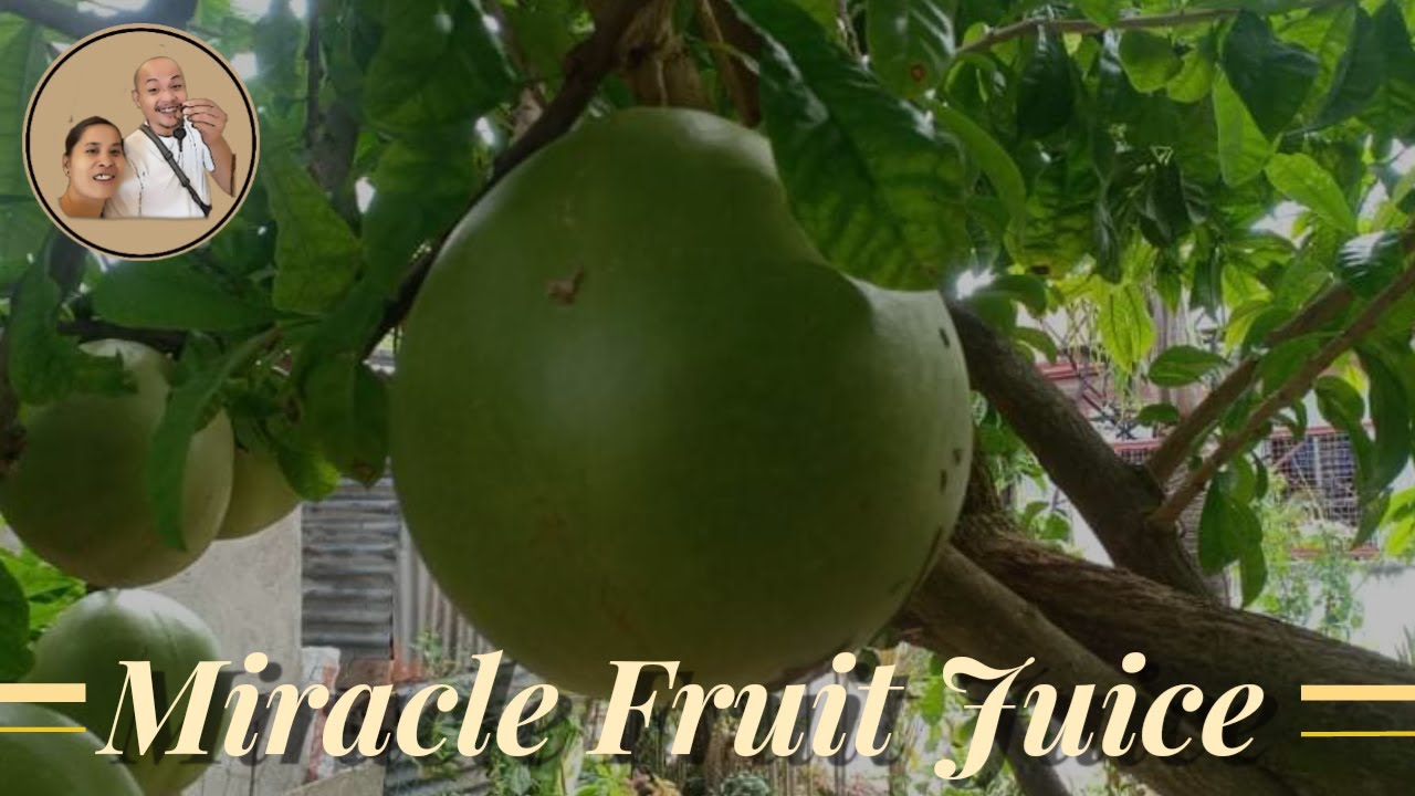 How To Make Miracle Fruit Juice! YouTube