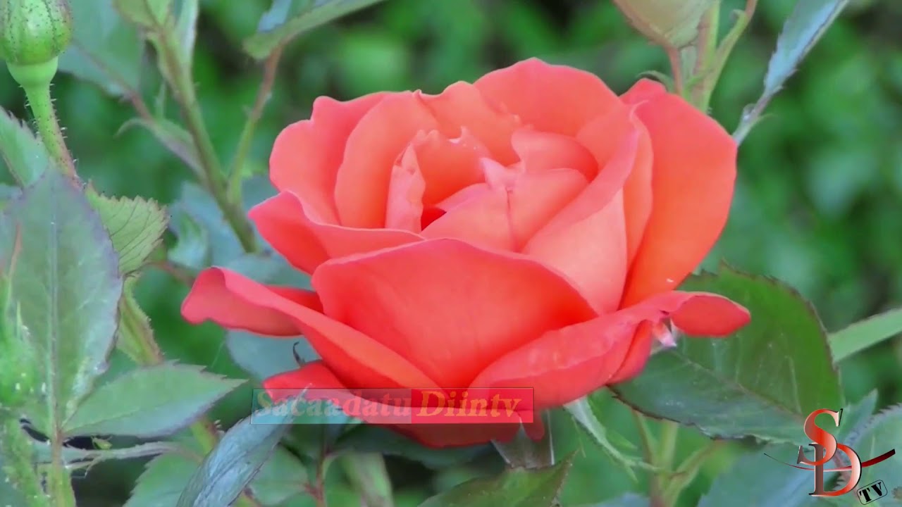 Nabi Amaan aad u macaan