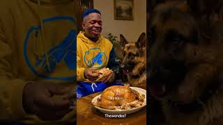 feeding my shepherd dog