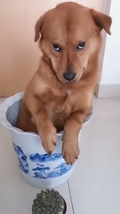 Dog Shay 😂 videos shorts #trending #shorts #video