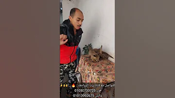 أشبال الأسود عندنا بأرخص سعر فى مصر Shorts 