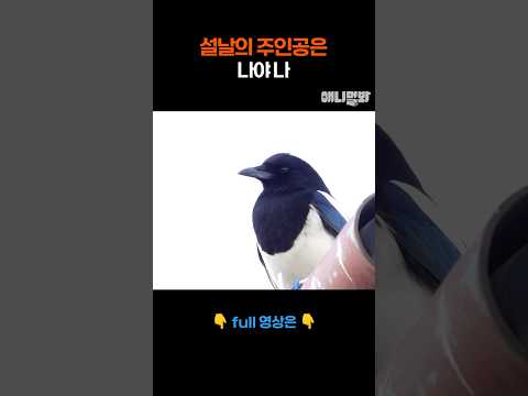설날에는 까치지 #애니멀봐 #shorts