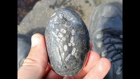Pieces of Crinoid fossils showing all over this sea polished pebble, County Clare, Ireland.