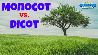 Differences between Monocots & Dicots