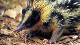 Lowland Streaked Tenrec (Madagascar Hedgehog Shrew) by 3 Minutes Nature 25,161 views 2 years ago 3 minutes