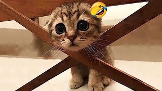 When a silly Cat becomes your best friend🤔The funniest animals and pets 😻🐕‍🦺