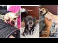 Mreviatar tiktok compilation chihuahua  niki the angry chihuahua dog  chihuahua mreviatar