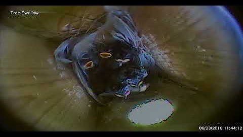 MNSA Tree Swallow-Cam: 6/23/2018