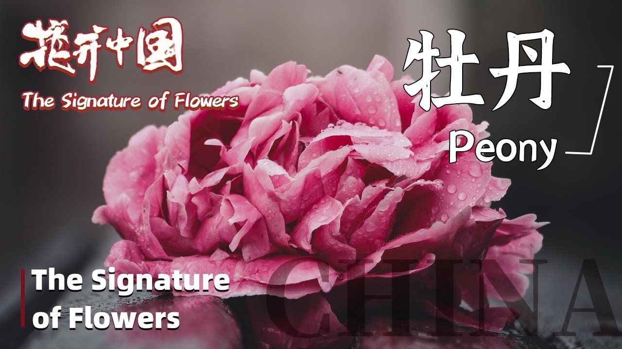 The Signature Of Flowers 花开中国ep5 Peony 牡丹 Youtube