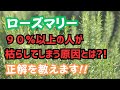 【ローズマリー】枯らしてしまう原因の90%以上は◯◯のやりすぎ!今後枯らさないためのテクニックを紹介します!!