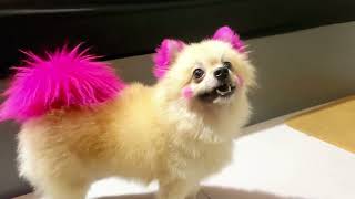 Cute Pomeranian Puppies Doing Funny Things #cute and Funny Dogs 2024 Bear Pet #Pomeranian