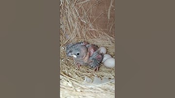 Java Sparrow Baby Growth Timeline – Day 1 to Day 30 #shorts