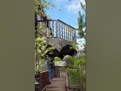 Люди бросают свои Дачи... #дача #shorts - YouTube
