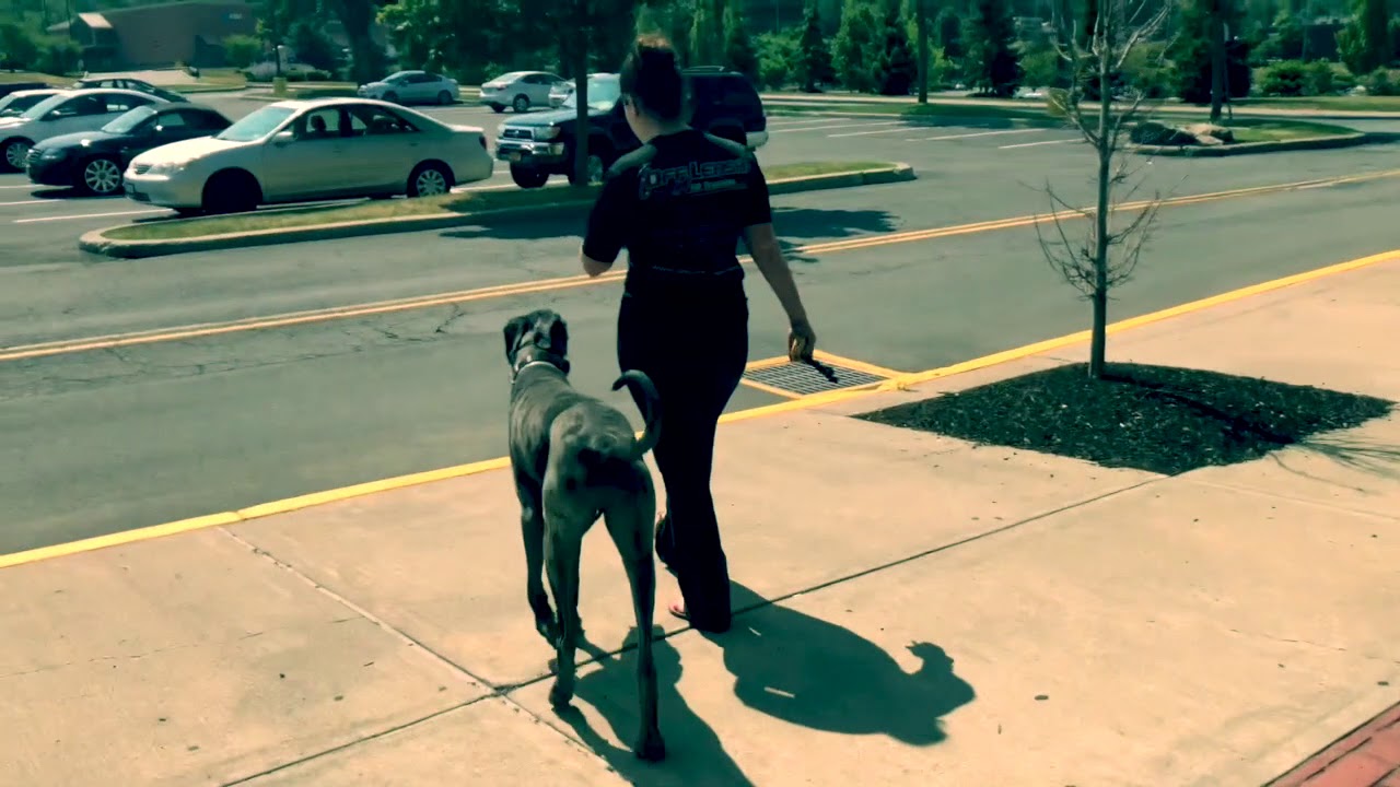 CT Dog Trainers , Manchester Dog Trainers 9 month old Great Dane