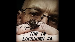 TDW IN LOCKDOWN #4 House keeping Inc Asian Hornets, Beard, Maya & Whip Scorpion Babies & Basic Care
