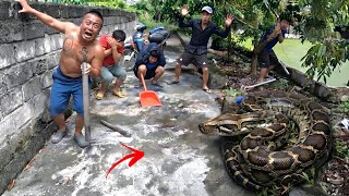 Brave Hunter Uses Chainsaw Confront Giant Python