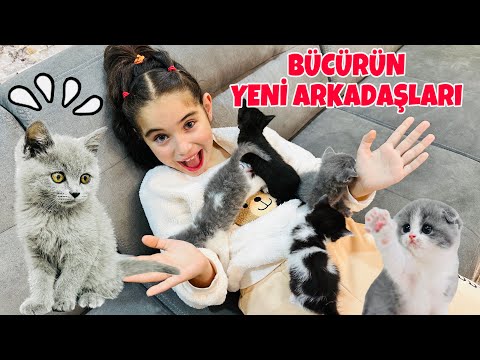 BÜCÜR YENİ DOĞAN YAVRU KEDİLERİ ZİYARETE GİTTİ !! ARKADAŞ KEDİLERE İSİM KOYALIM !!