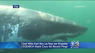Great White Shark Mary Lee Pings Near Brigantine