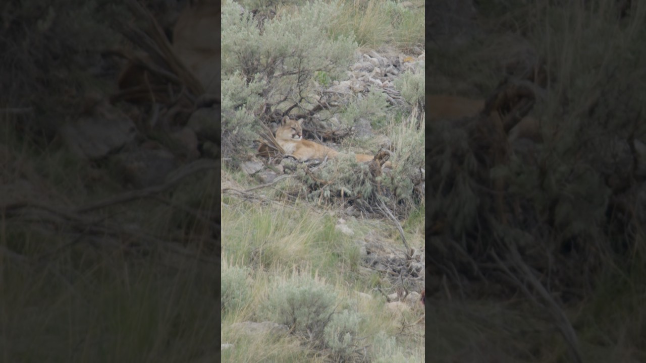Mountain Lions!