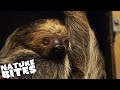 The Marilyn Monroe of Sloths REFUSES To Mate With Male! | Nature Bites