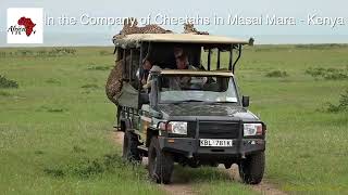 Africa2U - In the Company of Cheetahs in Masai Mara - Kenya