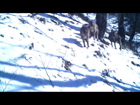 სამფეხა ჯიხვი ლაგოდეხის ნაკრძალში