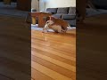#robotvacuumcleaner#dog#cat#viral #viral #trending #short