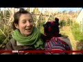 BBC News   Dutch chimps in Edinburgh Zoo learn to speak in Scottish accent