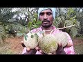 Farm Fresh WOOD APPLE Cutting And Eating In My Village |  Velakkaya