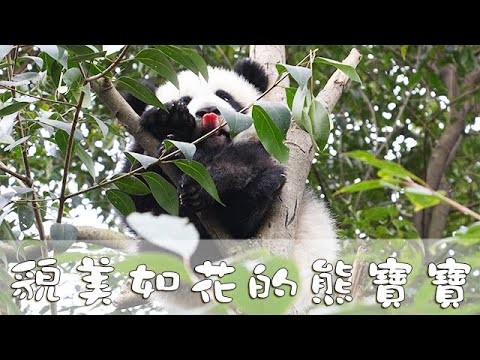《熊貓主題趴》熊寶寶貌美如花，美貌直擊我心 | iPanda熊貓頻道