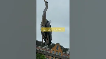 سبحان الذي خلق فسوى 