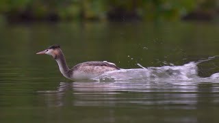 Great Crested Grebe 鳳頭鸊鷉